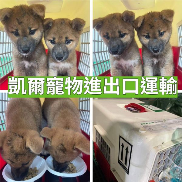 2022/07/08 『美國洛杉磯』兩隻柴柴出發!!美國洛杉磯! 2022/07/08 『美國洛杉磯』兩隻柴柴出發!!美國洛杉磯!
