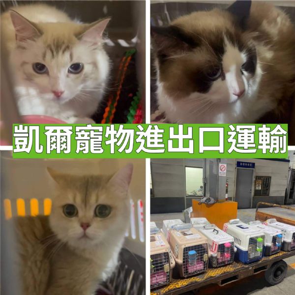 2022/07/13 『台灣』9隻貓貓,泰國來台灣隔離檢疫7天後就可以回家啦 2022/07/13 『台灣』9隻貓貓,泰國來台灣隔離檢疫7天後就可以回家啦