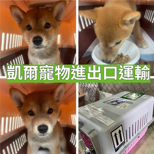 2022/07/15 『美國洛杉磯』柴犬飛往美國洛杉磯!! 2022/07/15 『美國洛杉磯』柴犬飛往美國洛杉磯!!