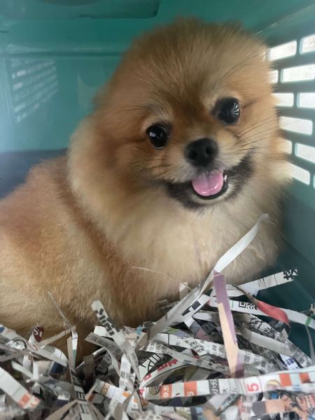 2021/08/19 『澳門』柴犬寶貝、博美寶貝飛澳門囉~