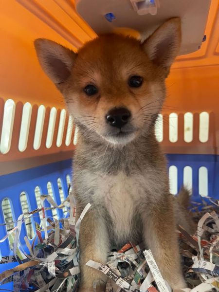 2021/08/28 『舊金山』柴犬GO TO San Francisco 2021/08/28 『舊金山』柴犬GO TO San Francisco