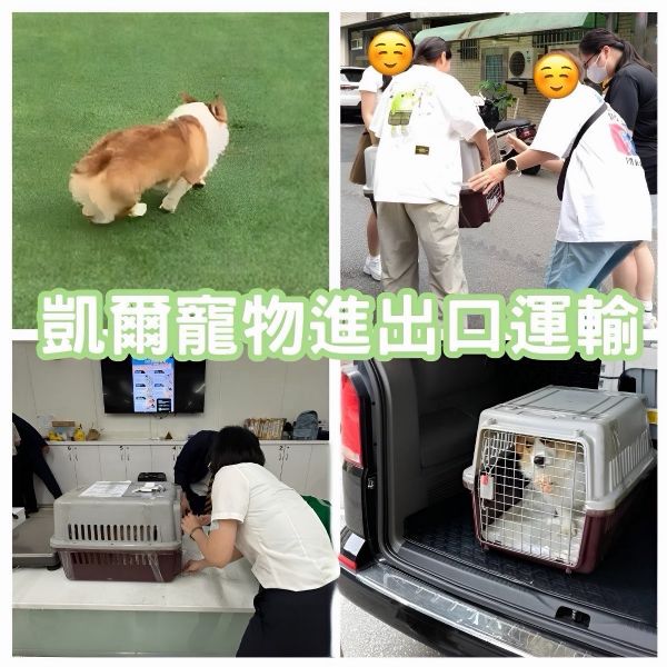 2025/07/05『中國飛台灣』柯基犬中國飛台灣~~~~