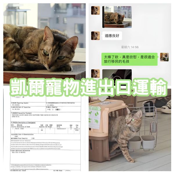 2024/10/08『中國』虎斑貓貓跟著主人一起飛中國~~~