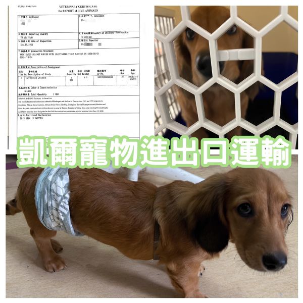 2024/11/19『廈門』臘腸狗狗跟著主人飛廈門囉~~~~~