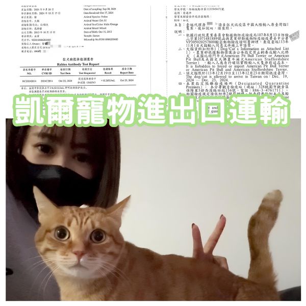 2024/12/27『中國』混種貓陪主人來回飛中國及台灣~~~~~