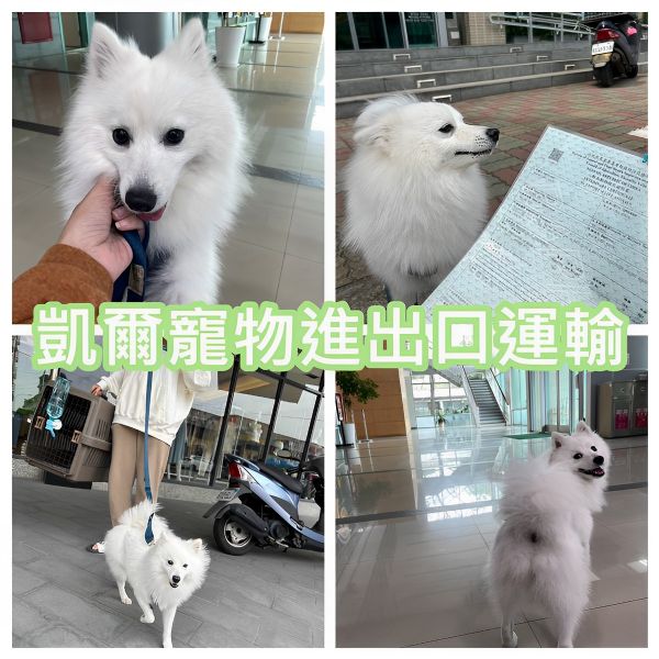 2023/03/28 『中國』日本狐狸犬Lucy與主人學成歸國啦~~ 2023/03/28 『中國』日本狐狸犬Lucy與主人學成歸國啦~~
