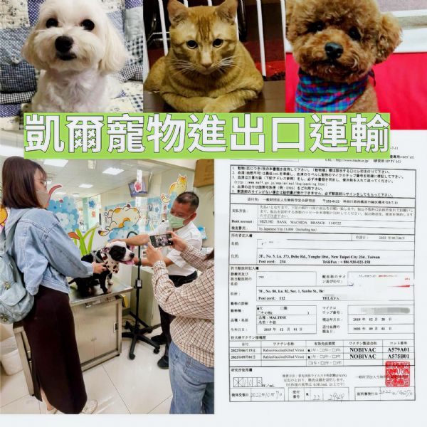 2023/02/06 『日本』3犬1貓+『中國』1犬,忙碌的一天。 2023/02/06 『日本』3犬1貓+『中國』1犬,忙碌的一天。