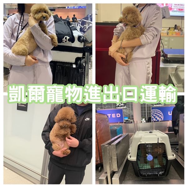 2025/10/31『加拿大』貴賓狗狗由專員帶飛加拿大飛台灣~~~~