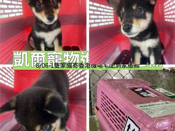 2022/08/07 『美國達拉斯』柴犬出發！！美國達拉斯機場！！