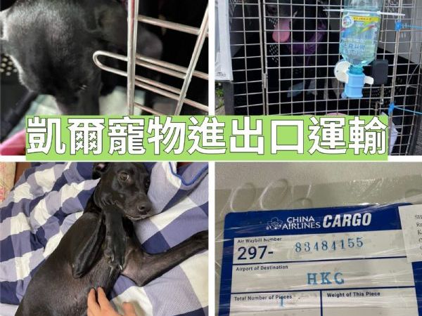 2022/08/17 『香港轉澳門』米克斯大型犬移到的澳門！香港轉澳門！！