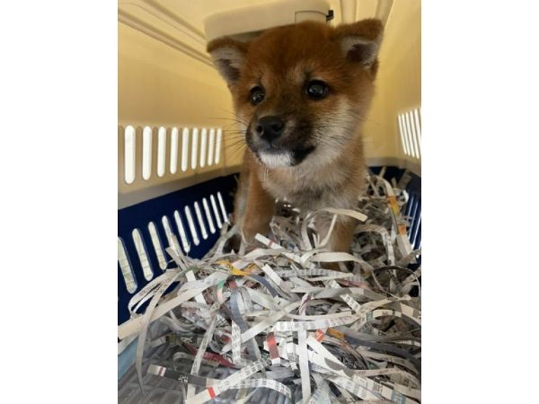 2022/01/17 『美國舊金山』柴犬飛往美國舊金山啦~~