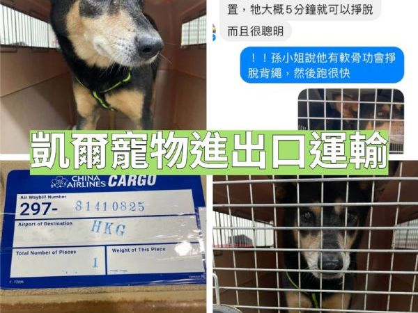 2022/04/18 『香港』乖巧的米克斯犬去香港找主人囉~