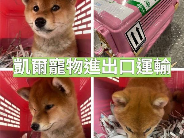 2022/05/03 『美國舊金山』柴犬GOGO美國舊金山與主人相見歡啦