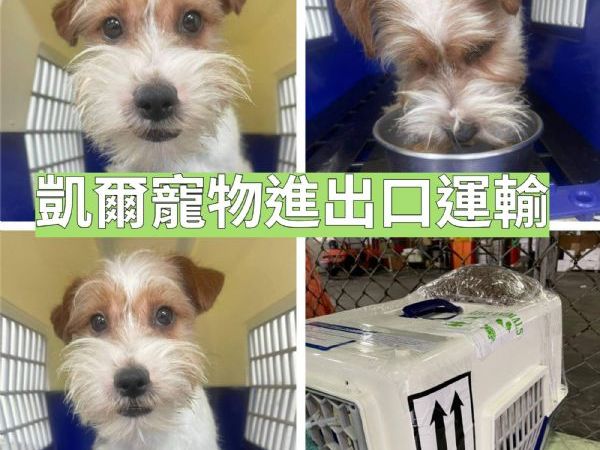 2022/05/25 『香港』傑克羅素飛香港-抵港的犬、貓本公司都可宅配到府的服務