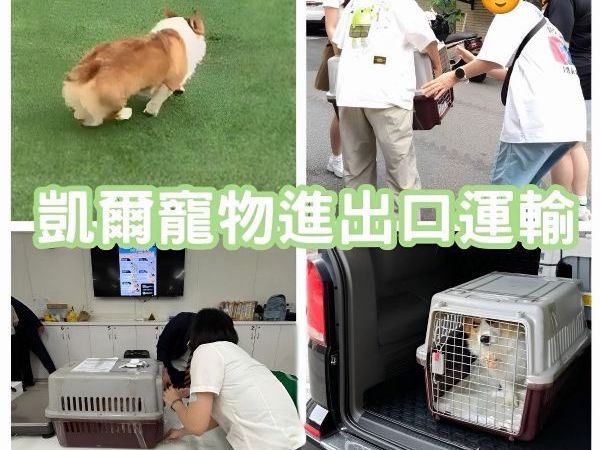 2025/07/05『中國飛台灣』柯基犬中國飛台灣~~~~