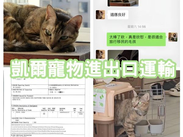 2024/10/08『中國』虎斑貓貓跟著主人一起飛中國~~~