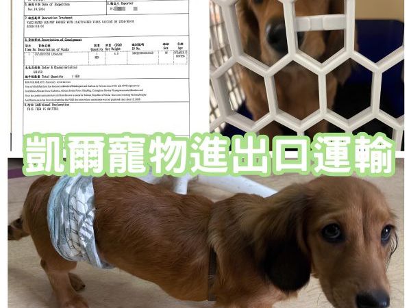 2024/11/19『廈門』臘腸狗狗跟著主人飛廈門囉~~~~~