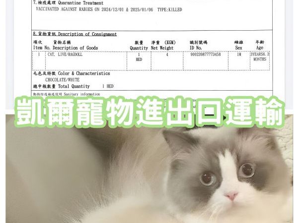 2025/02/22『中國』布偶貓貓陪主人飛中國生活啦~~~~~