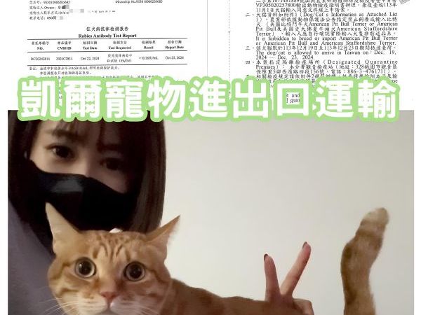 2024/12/27『中國』混種貓陪主人來回飛中國及台灣~~~~~