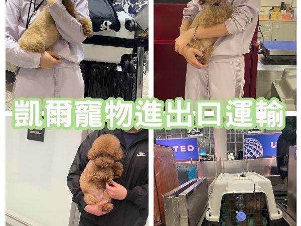2025/10/31『加拿大』貴賓狗狗由專員帶飛加拿大飛台灣~~~~
