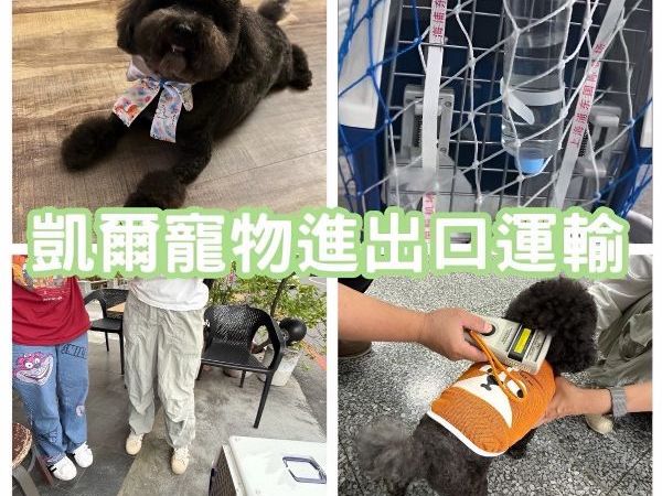 2025/10/27『中國』貴賓狗狗跟著主人移民中國~~~~