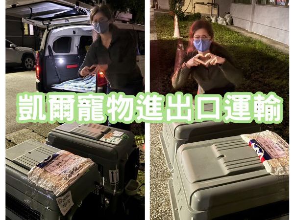 2024/03/19 『台灣』2隻可愛的家貓終於可以陪主人從美國飛來台灣啦~~~