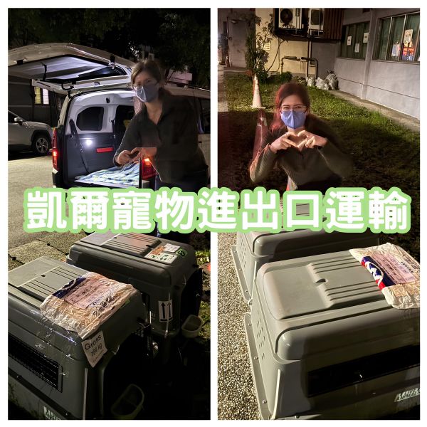2024/03/19 『台灣』2隻可愛的家貓終於可以陪主人從美國飛來台灣啦~~~